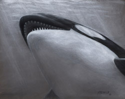 Orca