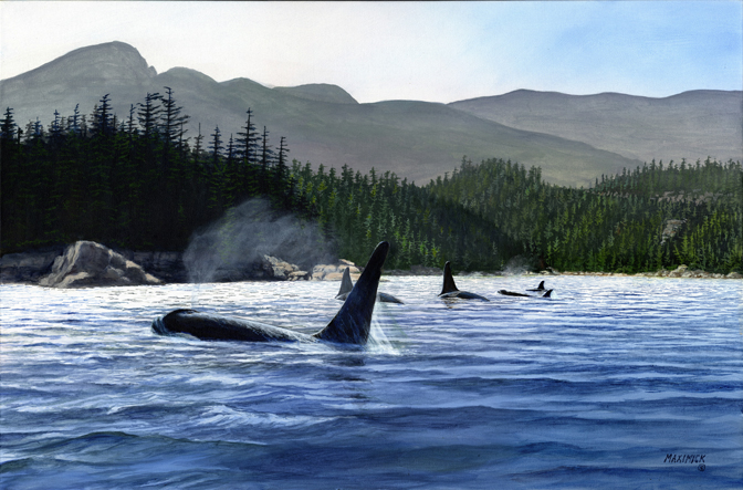 Orcas at St. Vincent's