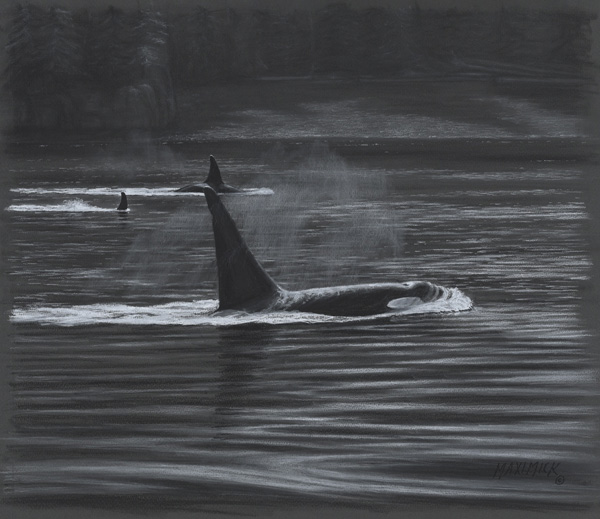 Willy's Orcas