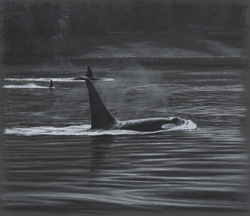 Willy's Orcas